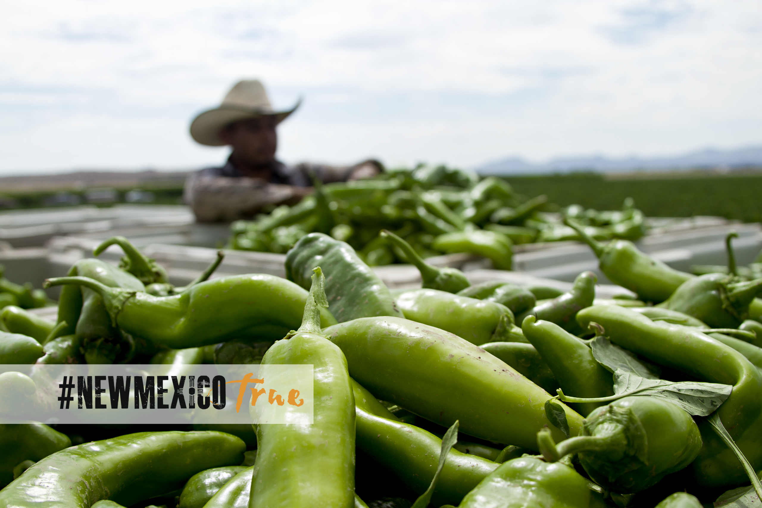 https://www.sensientnaturalingredients.com/wp-content/uploads/2019/12/Hatch-Chile-New-Mexico-True-2-scaled.png